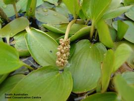   Infructescence:   Potamogeton tricarinatus ; Photo by South Australian Seed Conservation Centre, used with permission
